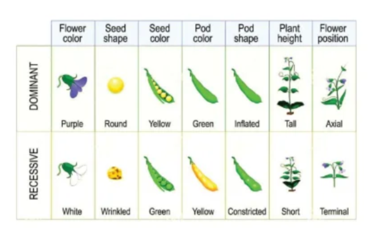 Dominant and Recessive Characters in pea plant