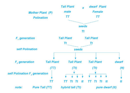 Monohybrid cross between tall plant and dwarf pea plant