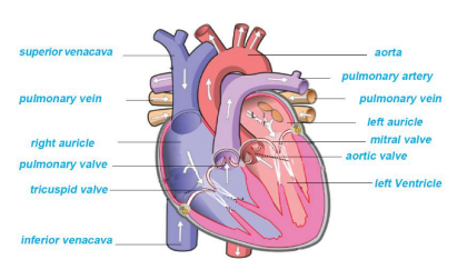 Internal structure of heart