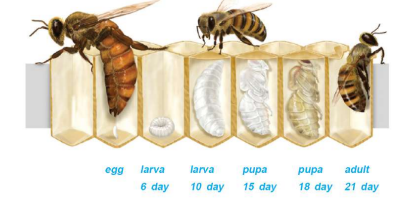 Various Stages of Bees
