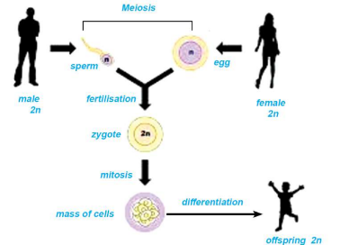 Cell division for the growth and development of living beings