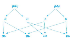 cross breeding of pure black guinea pig and pure white guinea pig