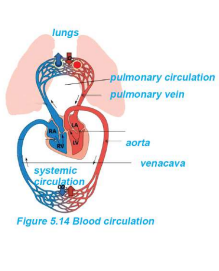 Blood Circulation