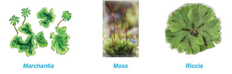 Example Of Bryophyta